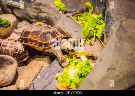 Die Schildkröten essen Gemüse in einem Terrarium Stockfoto