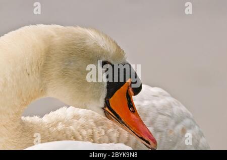 Der Kopf eines schönen Schwans mit einem abgerundeten Hals. Ein sehr Nahaufnahme und in der Nähe Bild, können Sie jede Feder sehen, sehr schön und friedlich und elegant Stockfoto