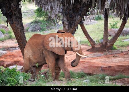 Der rote Elefant wandert zwischen Palmen und Bäumen Stockfoto