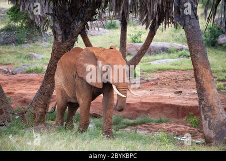 Der rote Elefant wandert zwischen Palmen und Bäumen Stockfoto