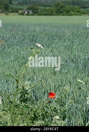 Ein einsamer Mohn, der in einem Maisfeld wächst Stockfoto