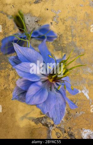 Eine einzige Nigella-Blume, auch bekannt als "Liebe im Nebel" wegen ihrer zarten Farnblätter Stockfoto