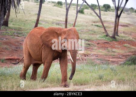 Der rote Elefant wandert zwischen Palmen und Bäumen Stockfoto