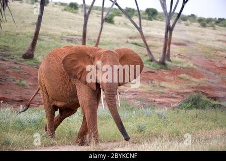 Der rote Elefant wandert zwischen Palmen und Bäumen Stockfoto