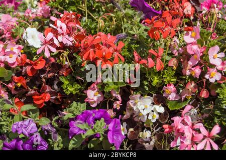 Ein dicht bepflanztes Bett aus blühenden Sommerblumen, darunter Petunien, Begonien und Pelargonien in rosa, lila und rot. Stockfoto