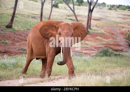 Der rote Elefant wandert zwischen Palmen und Bäumen Stockfoto