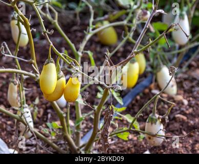 Gelbe, eiförmige Auberginen hängen an einem Strauch in Saint Paul's Bay, Malta. Ihre eiförmige Gestalt verlieh diesem Gemüse seinen englischen Namen „eggplant“. Stockfoto