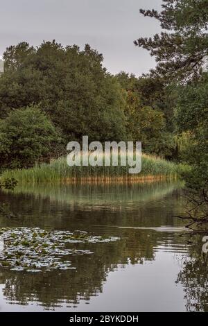 Spiegelung des Wasserschildes am Ornamental Lake im Common Park in Southampton, England, Großbritannien Stockfoto