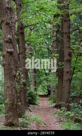 Blick in eine schmale Gasse oder einen Fußweg, gesäumt von alten Eichen Stockfoto