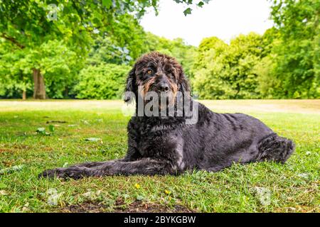 Neu getrimmter schwarzer Labradoodle-Hund liegt in Parklandschaft Stockfoto