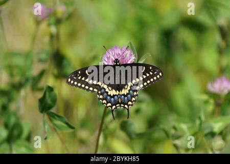 Schwalbenschwanz Schmetterling auf Kleeblatt Blume Stockfoto