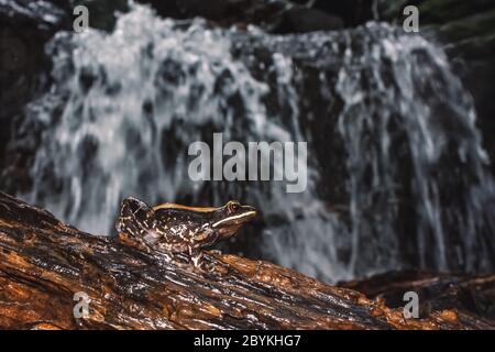 Fungoid Frog in der Nähe von Stream, Hylarana malabarica, Pune, Maharashtra, Indien Stockfoto