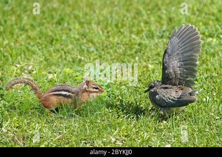 Baby Trauer Taube Angst vor Chipmunk Stockfoto