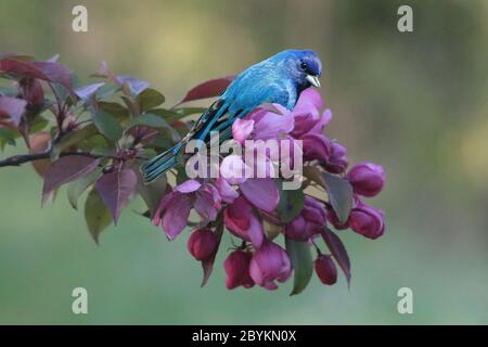 Indigo Bunting Männchen auf blühenden Büschen Stockfoto