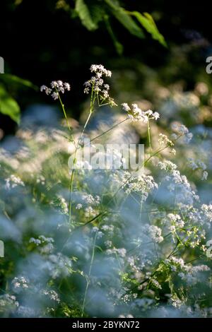 Kuhsilie, Anthriscus sylvestris, gebadet in spätem Abendlicht. Tooting Commons, Wandsworth, London, England Stockfoto