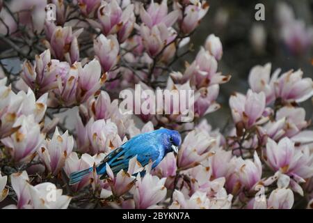 Indigo Bunting Männchen auf blühenden Büschen Stockfoto