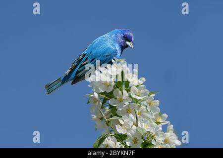 Indigo Bunting Männchen auf blühenden Büschen Stockfoto