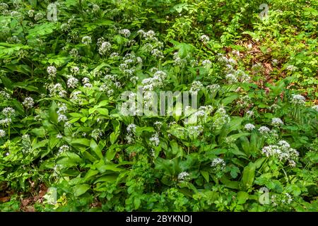 Workshop zum Thema Nahrungssuche und Kochen mit Wildkräutern in Grevenbroich, Deutschland Stockfoto