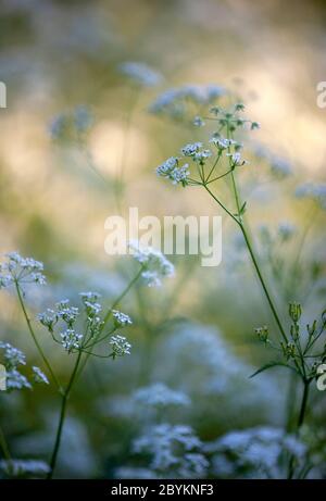 Kuhsilie, Anthriscus sylvestris, gebadet in spätem Abendlicht. Tooting Commons, Wandsworth, London, England Stockfoto