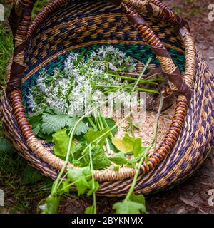 Workshop zum Thema Nahrungssuche und Kochen mit Wildkräutern in Grevenbroich, Deutschland Stockfoto