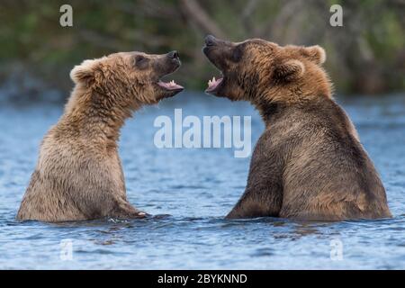 Zwei unterErwachsene Alaskan Braunbären spielen im Brooks River im Katmai National Park, Alaska Stockfoto