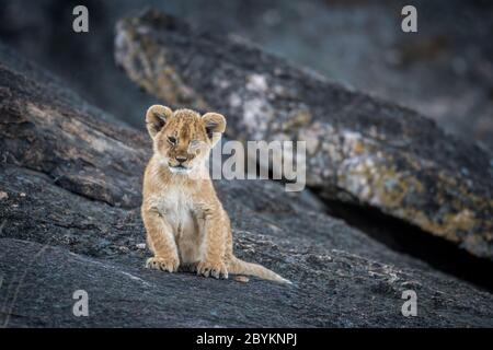 Ein afrikanisches Löwenjunges, das auf einem schwarzen Felsen im Masai Mara National Reserve in Kenia sitzt Stockfoto