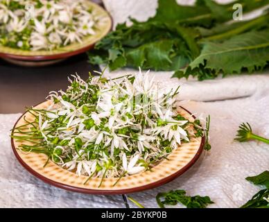 Workshop zum Thema Nahrungssuche und Kochen mit Wildkräutern in Grevenbroich, Deutschland Stockfoto