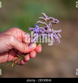 Workshop zum Thema Nahrungssuche und Kochen mit Wildkräutern in Grevenbroich, Deutschland Stockfoto