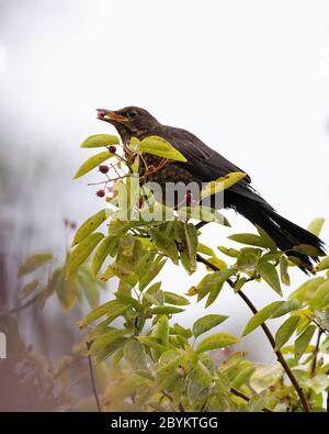 Jungvogel. Turdus merula Beeren essen von einem Baum in einem Kent Garden UK Stockfoto