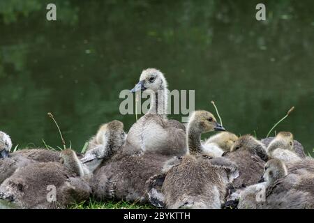 Kanadagans: Branta canadensis. Küken. Surrey, Großbritannien. Stockfoto