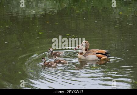 Ägyptische Gans: Alopochen aegyptiaca. Eltern mit Küken. Surrey, Großbritannien. Stockfoto