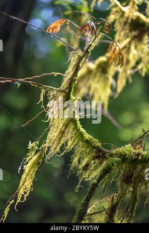 Nahaufnahme von Moos auf einem Baum in Cathedral Grove, MacMillan Provincial Park, Vancouver Island, British Columbia, Kanada Stockfoto