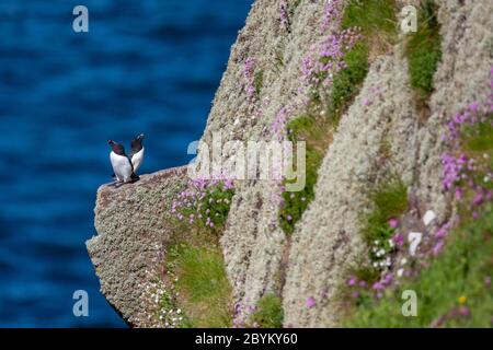 Ein Paar Razorbills, Alca torda, auf einem Felsvorsprung auf der Insel Handa, Sutherland, Schottland, Großbritannien Stockfoto