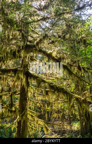 Moos auf Bäumen in Cathedral Grove, MacMillan Provincial Park, Vancouver Island, British Columbia, Kanada Stockfoto