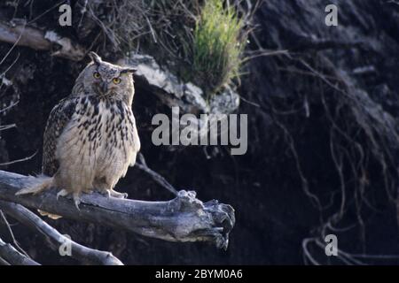 Eurasische Adler-Eule Altvogel suchen Warnung Stockfoto