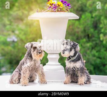 Zwei lustige Miniatur-Schnauzer in der Nähe von weißen Blumenvase Stockfoto