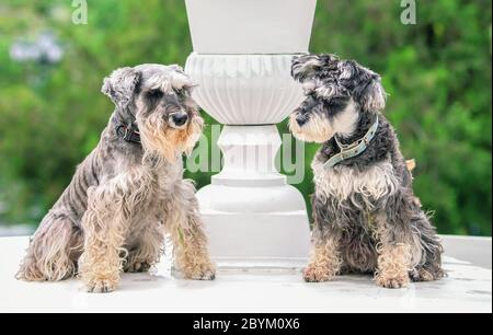 Zwei lustige Miniatur-Schnauzer in der Nähe von weißer Vase Stockfoto