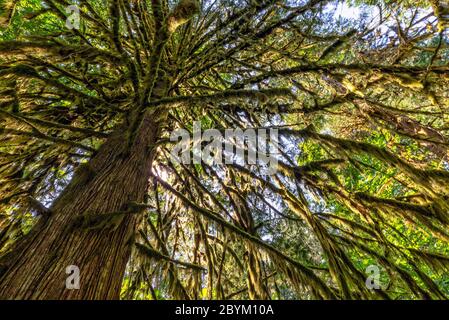 Douglasie in Cathedral Grove, MacMillan Provincial Park, Vancouver Island, British Columbia, Kanada Stockfoto