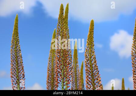 Lange hohe Pflanzen des Eremurus, oder riesige Steppenkerze, stehen Seite an Seite gegen einen blauen Himmel mit Wolken Stockfoto