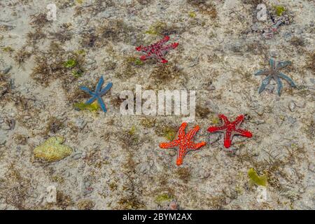 Schöner Orange, Rot und Blau Seestern bei niedriger Flut nahe der Küste im Wasser auf Sansibar Island, Tansania Stockfoto