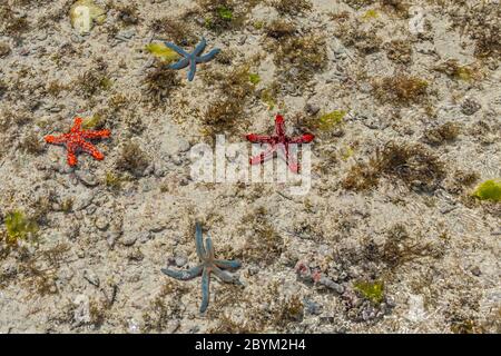 Orange, Rot und Blau Seestern bei niedriger Flut nahe der Küste im Wasser auf Sansibar Island, Tansania Stockfoto