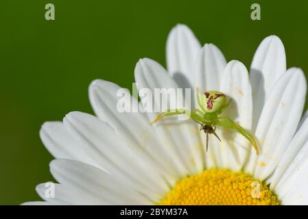 Nahaufnahme eines weißen Gänseblümchens, auf dem eine grüne Krabbenspinne sitzt, die eine kleine Fliege gefangen hat. Stockfoto