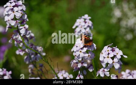 Im Frühjahr sitzt ein bunter Schmetterling im Garten auf einer weißen Nachtflasche in der Sonne Stockfoto