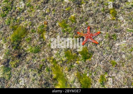 Farbenfroher afrikanischer Rotknorpel-Seestar an der niedrigen Gezeitenküste auf Wet Sand, Sansibar Island, Tansania Stockfoto