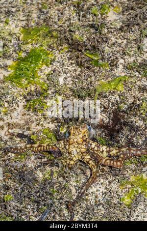 Ein bunter großer Krake klettert am Strand entlang. Alive Octopus gerade im Meer gefangen. Die Tentakeln breiteten sich in alle Richtungen aus. Vertikal Stockfoto