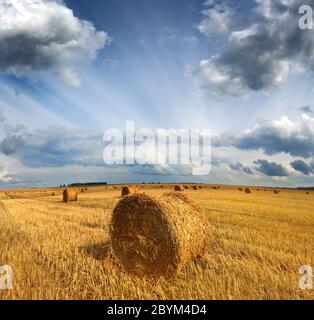 geernteten Strohballen im Feld Stockfoto
