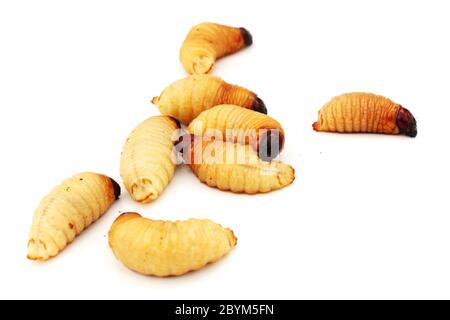 Sago Wurm Larven Insekt asiatische Nahrung isoliert weißen Hintergrund Stockfoto