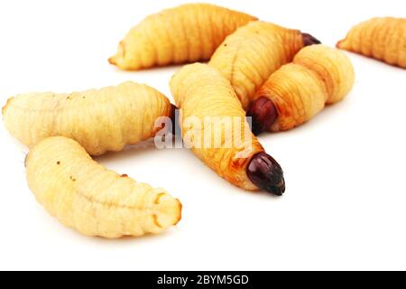 Sago Wurm Larven Insekt asiatische Nahrung isoliert weißen Hintergrund Stockfoto