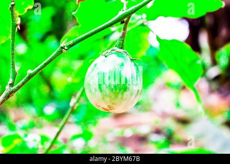Grüne Auberginen Schaben-Beere auf Natur Pflanzenbaum Stockfoto