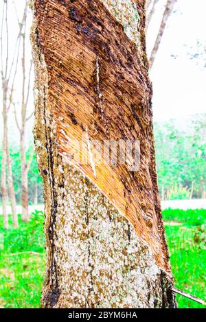 Frisches milchiges Latex aus para-Kautschuk-Baum in eine Holzschale extrahiert Stockfoto